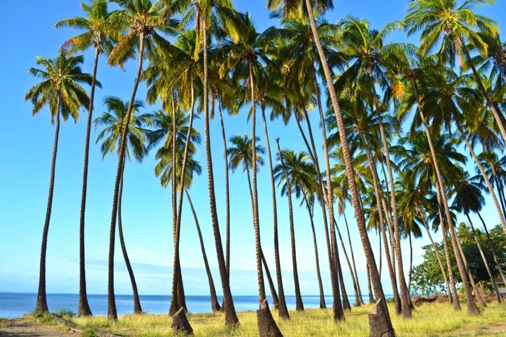 Molokai Palms Hawaii